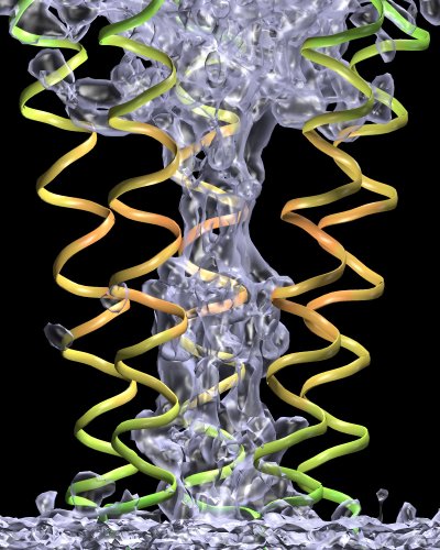 Gate region (formed by a bundle of five helices) of the nicotinic acetylcholine receptor with water density.