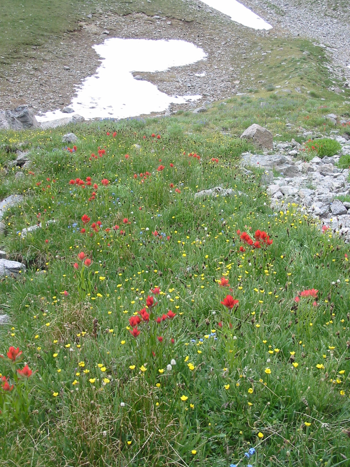 alpine meadow with buttercups and paintbrush