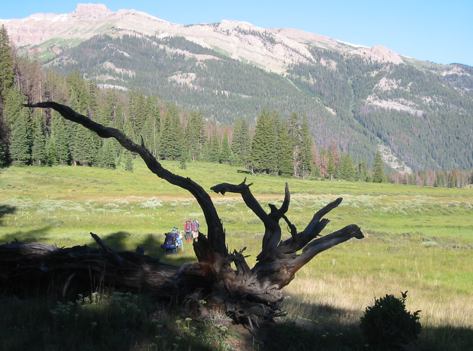 roots in Clear Creek Meadows