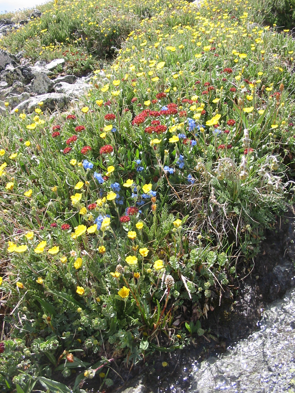 Alpine meadow with Buttercups, King's Crown, and Alpine Forgetmenot
