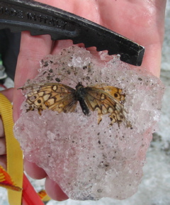 The butterfly from the ice