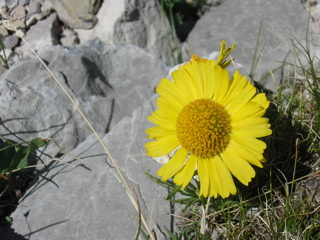 Alpine sunflower (rydbergia grandiflora)