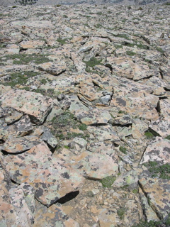 Leopard rock (2)