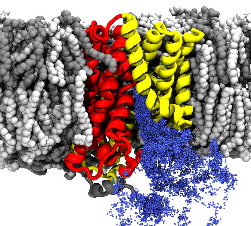 Mhp1 transporter in the inward facing conformation, embedded in a bilayer; pathways of sodium ions into the cytosol are shown.