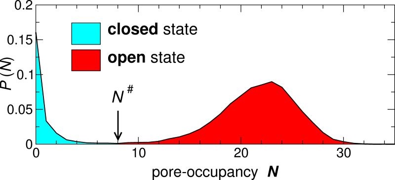[graph: probability distribution of pore occupancy, showing
closed and open states]