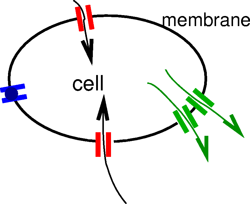 [cartoon of a cell with a membrane containing protein pores]